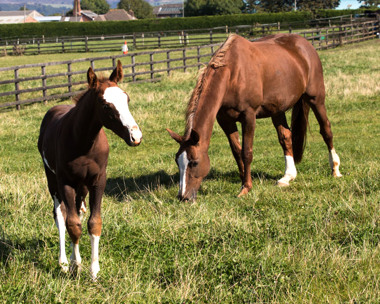 Horses in a field