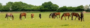 Mares and foals in a field